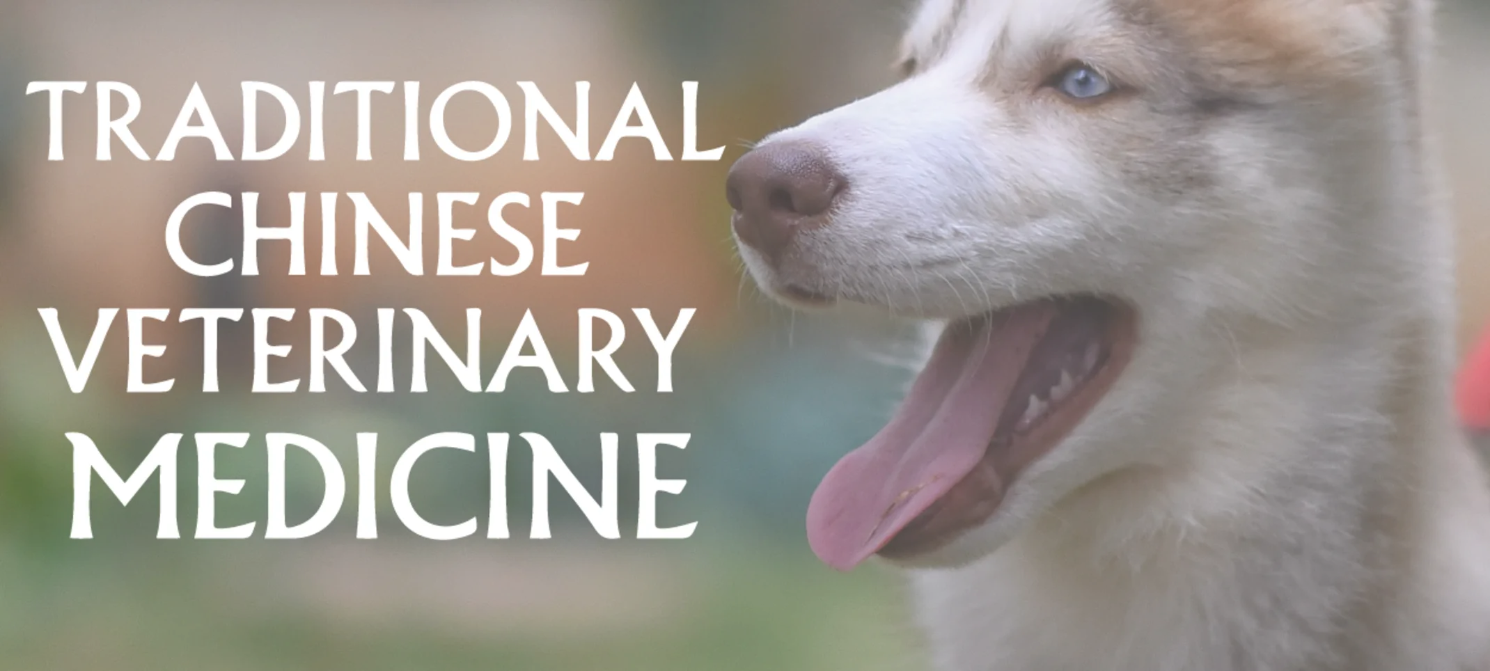 traditional chinese veterinary medicine 